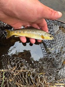 Brown Trout