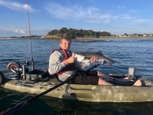 European Bass (Seabass)