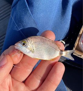 Annular Seabream