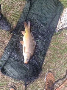 Leather Carp