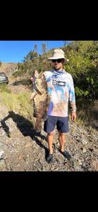 Peacock Grouper