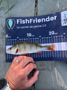 European Perch