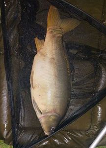Mirror Carp