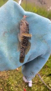 Round Goby