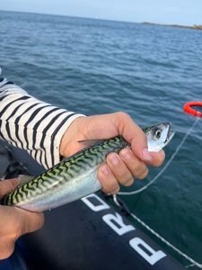 Mackerel