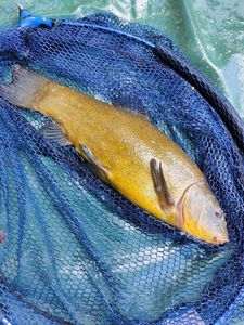 Tench