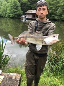 Zander
