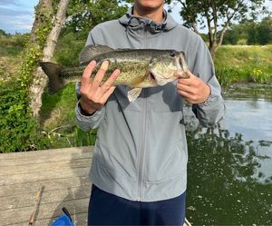 Largemouth Bass