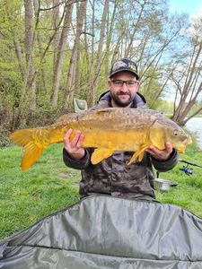 Mirror Carp