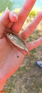 Roach