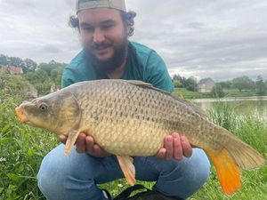 Common Carp