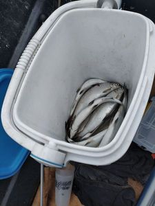European Whitefish
