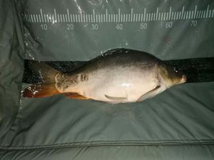 Mirror Carp