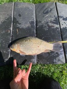 Crucian Carp
