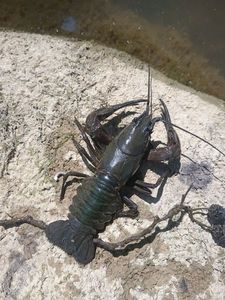 Noble Crayfish
