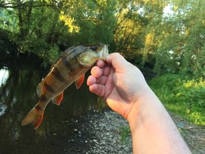 European Perch