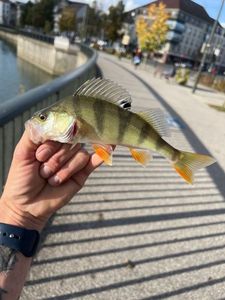 European Perch