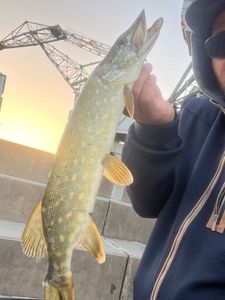 Northern Pike