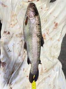 Rainbow Trout