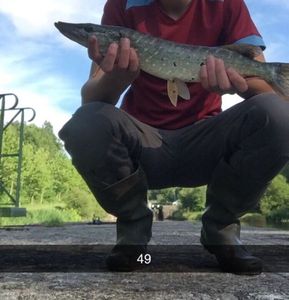 Northern Pike