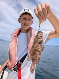Red Grouper