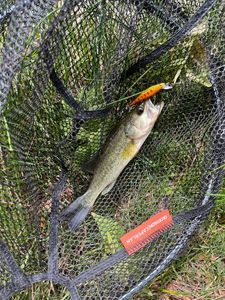 Largemouth Bass