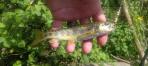 Atlantic Salmon (Juvenile)
