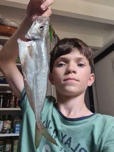 Atlantic Horse Mackerel