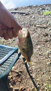 Largemouth Bass