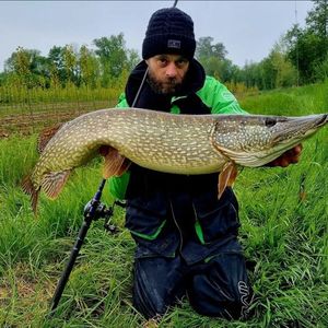 Northern Pike
