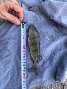 Yellow Perch