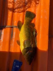 Ballan Wrasse