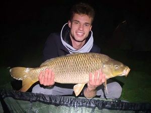 Common Carp