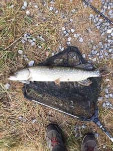 Chain Pickerel