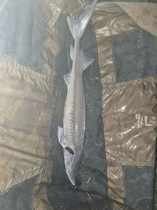 Sturgeon