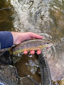 Brown Trout
