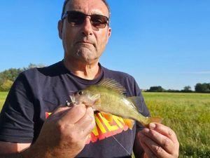 European Perch