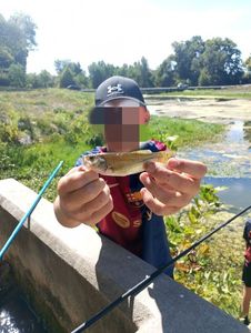 Largemouth Bass