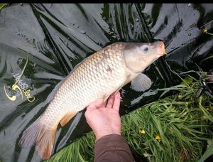Common Carp