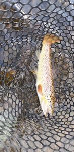 Rainbow Trout