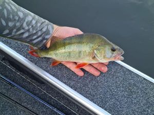 European Perch