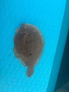 European Flounder