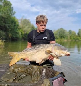 Common Carp