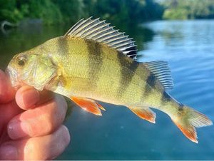 European Perch