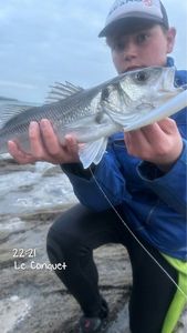European Bass (Seabass)