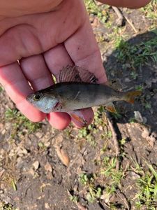 European Perch