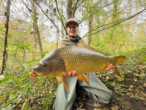 Common Carp