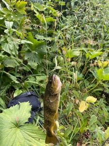 Brown Trout
