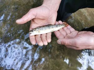Brown Trout