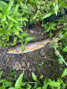 Brown Trout